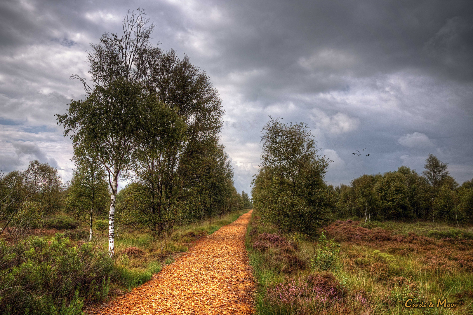 ~ Der Weg ins Moor ~