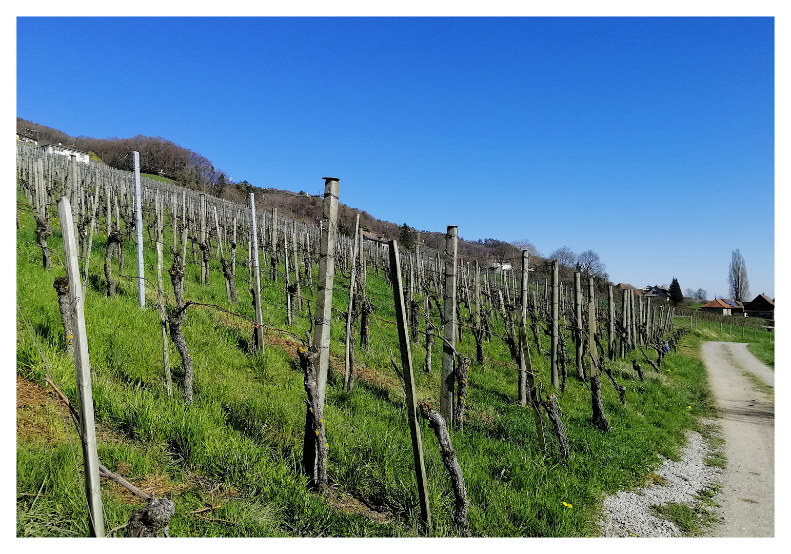 Der Weg ins Winzerdorf Boltshausen