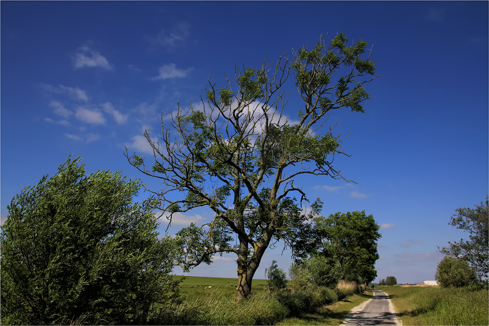 DER WEG IST DAS ZIEL