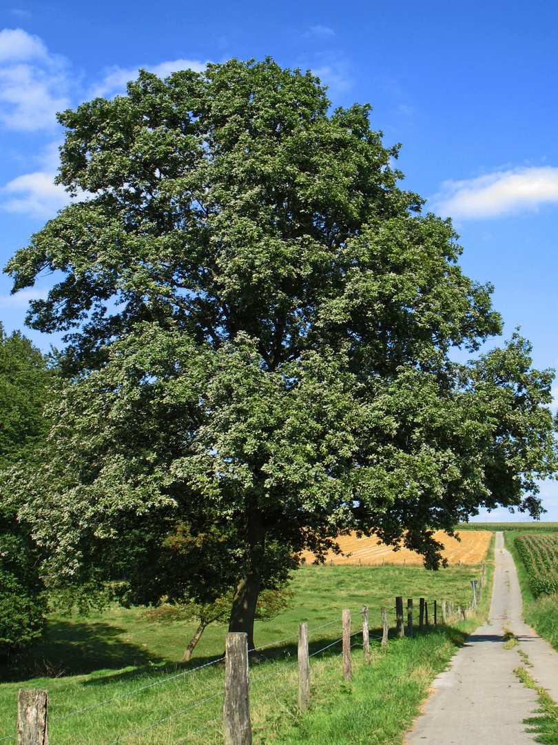 der Weg ist das Ziel