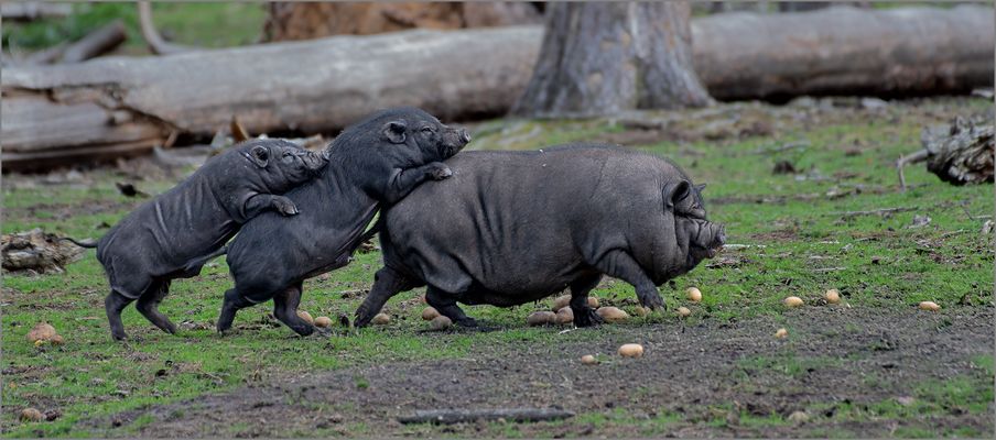 "Der Weg ist das Ziel" - - - oder - - -