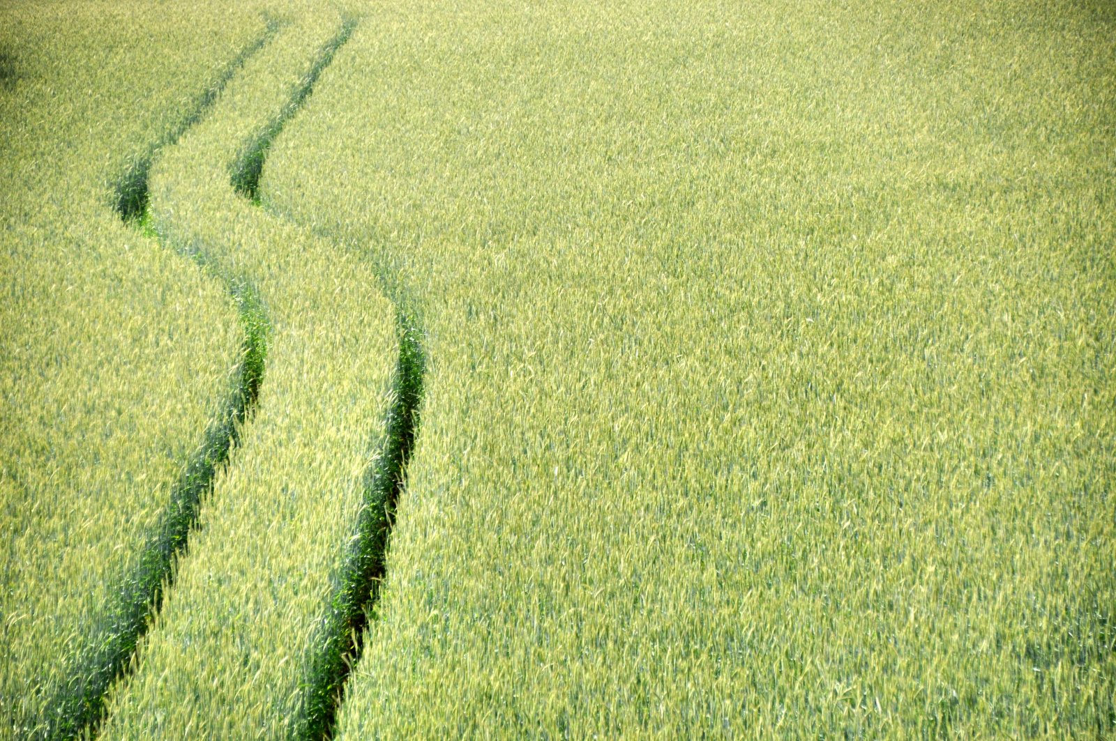 Der Weg ist das Ziel....Feldweg 