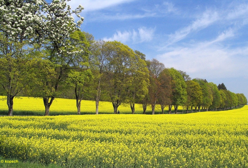 Der Weg mittendurch