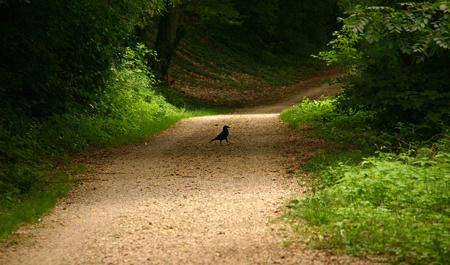 Der Weg nach Hause