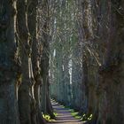 Der Weg nach Lothlórien (Hochformat)