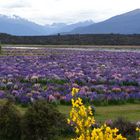 Der Weg nach Milford Sound