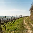 der Weg oberhalb vom Weinberg