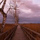 Der weg über den Federsee