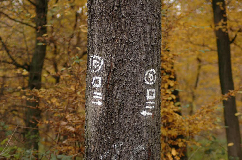 Der Weg um den Baum rechts oder links herum ist gleich ?