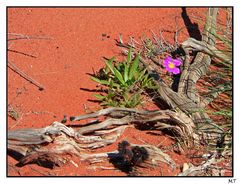 der Weg um den Uluru (1)