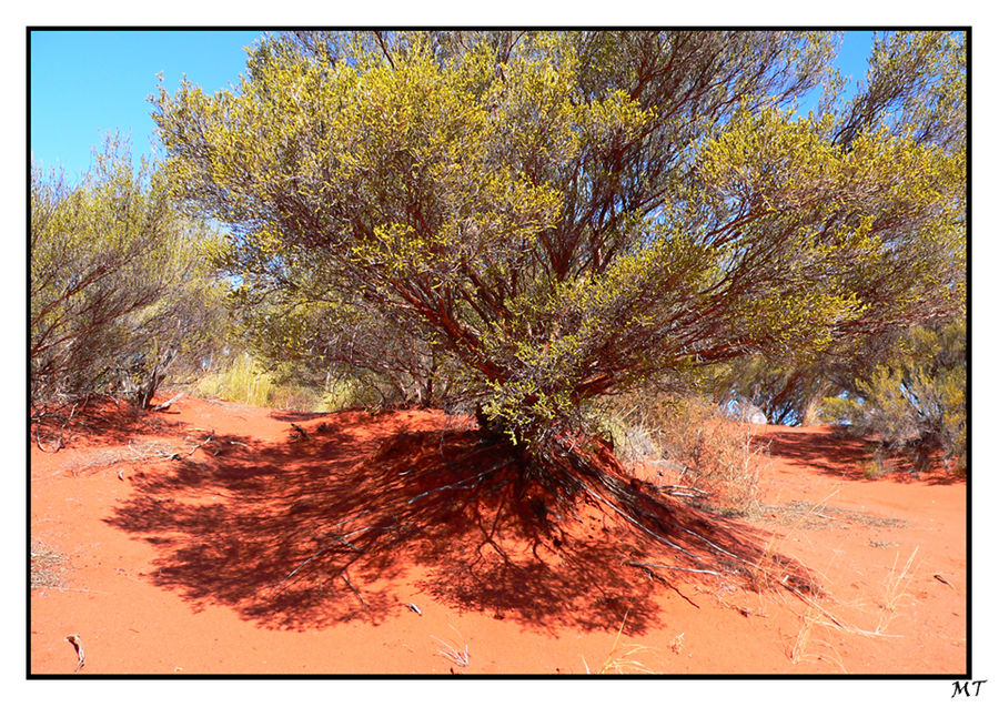 der Weg um den Uluru (3) Schattenspiele