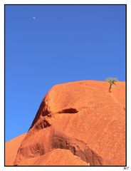 der Weg um den Uluru (4) da wächst doch was