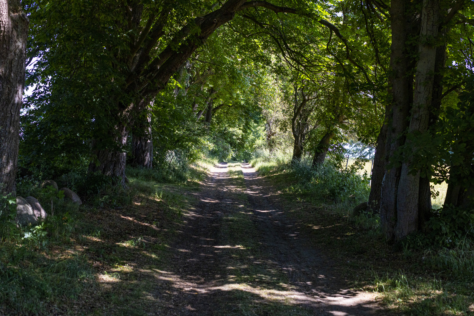 Der Weg unter den Bäumen