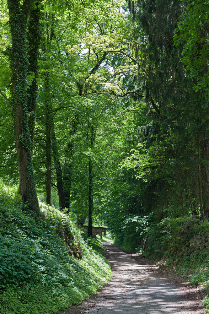 Der Weg unterm Blätterdach