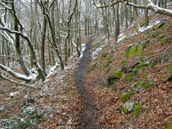 Der Weg - unterwegs am Rheinsteig