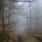 Der Weg verliert sich im nebligen Wald