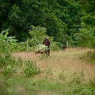 der weg vom feld, südlaos 2010