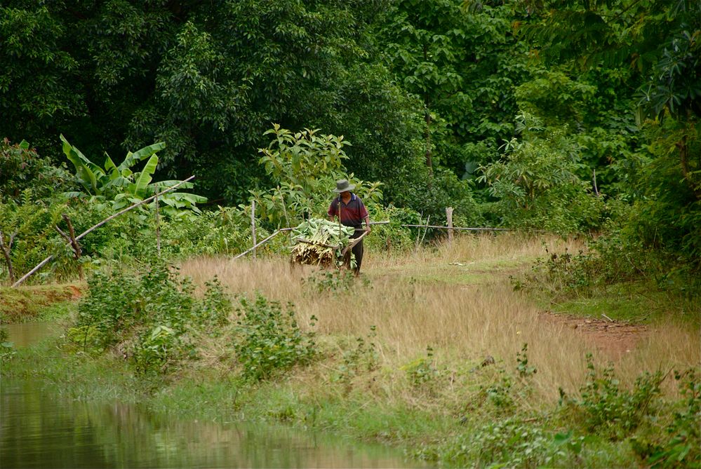 der weg vom feld, südlaos 2010