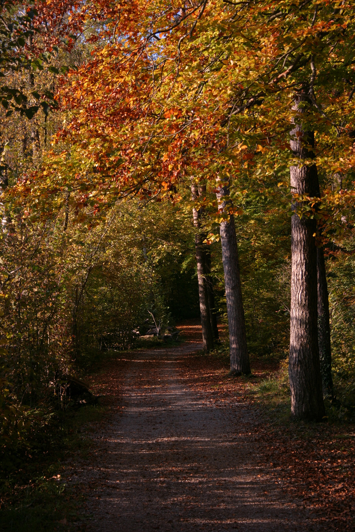 Der Weg vom Herbst