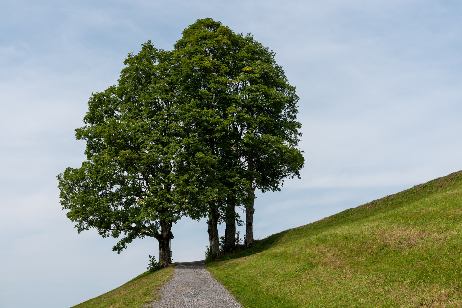 Der Weg zu den Bäumen