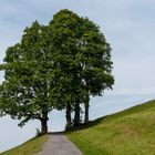 Der Weg zu den Bäumen