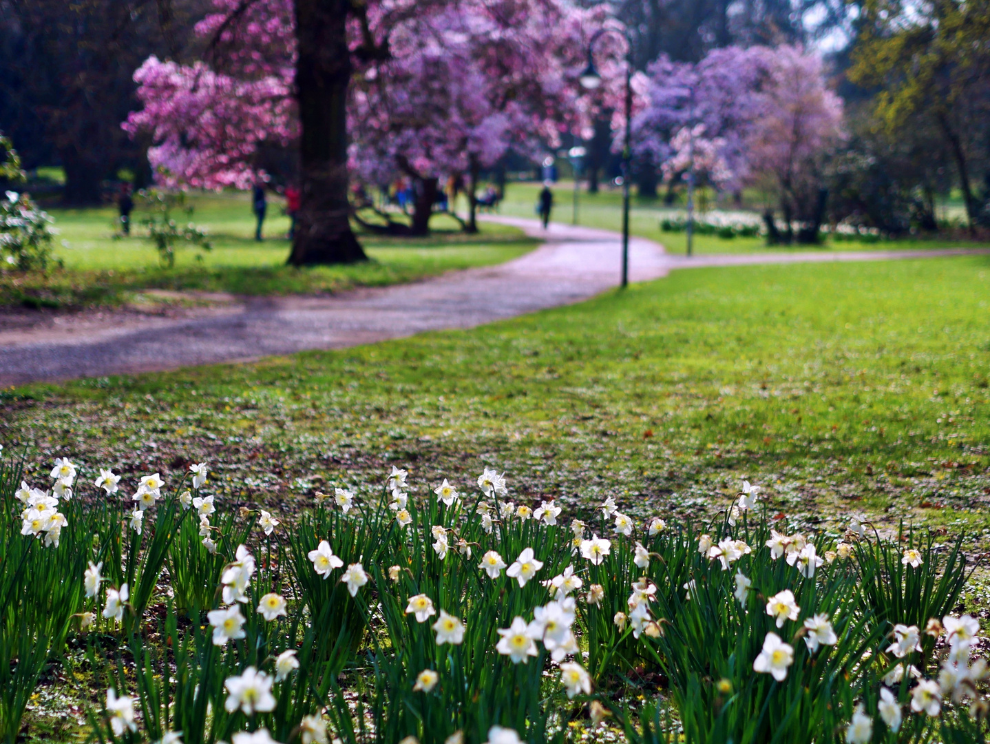 Der Weg zu den Magnolien