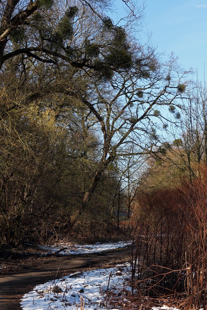 Der Weg zu den Misteln