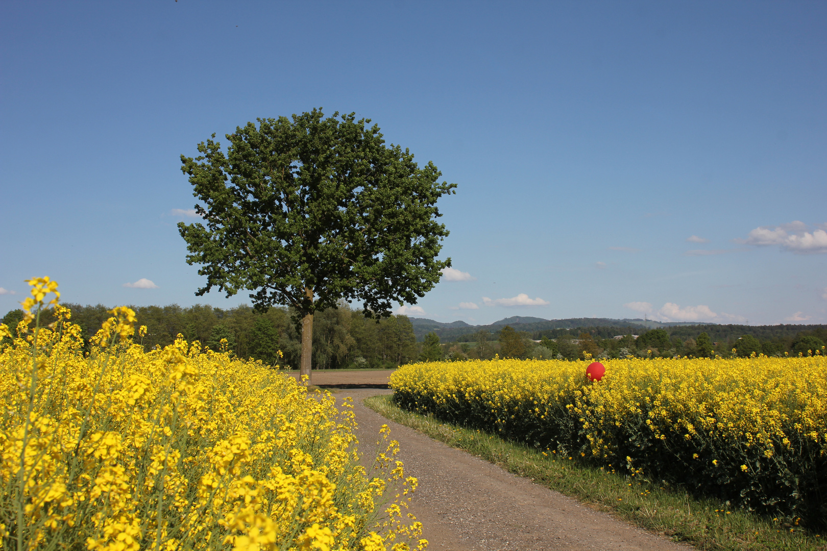 Der Weg zum Baum