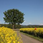 Der Weg zum Baum