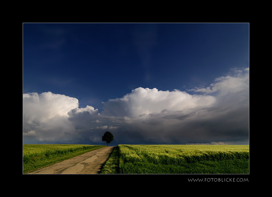 Der Weg zum Baum