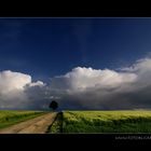 Der Weg zum Baum