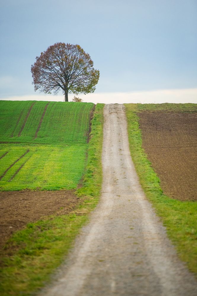 Der Weg zum Baum