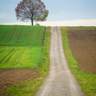 Der Weg zum Baum