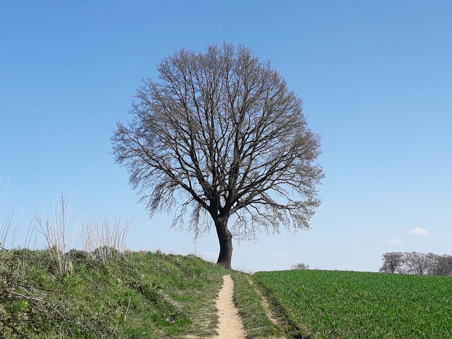 Der Weg zum Baum