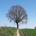 Der Weg zum Baum