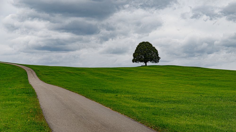 Der Weg zum Baum