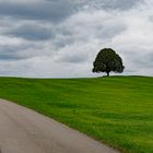 Der Weg zum Baum