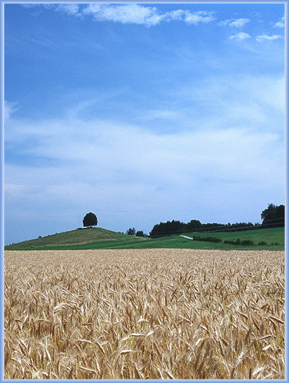 Der Weg zum Baum