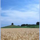 Der Weg zum Baum