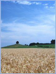 Der Weg zum Baum