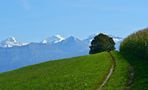 der Weg zum Baum by Juan 