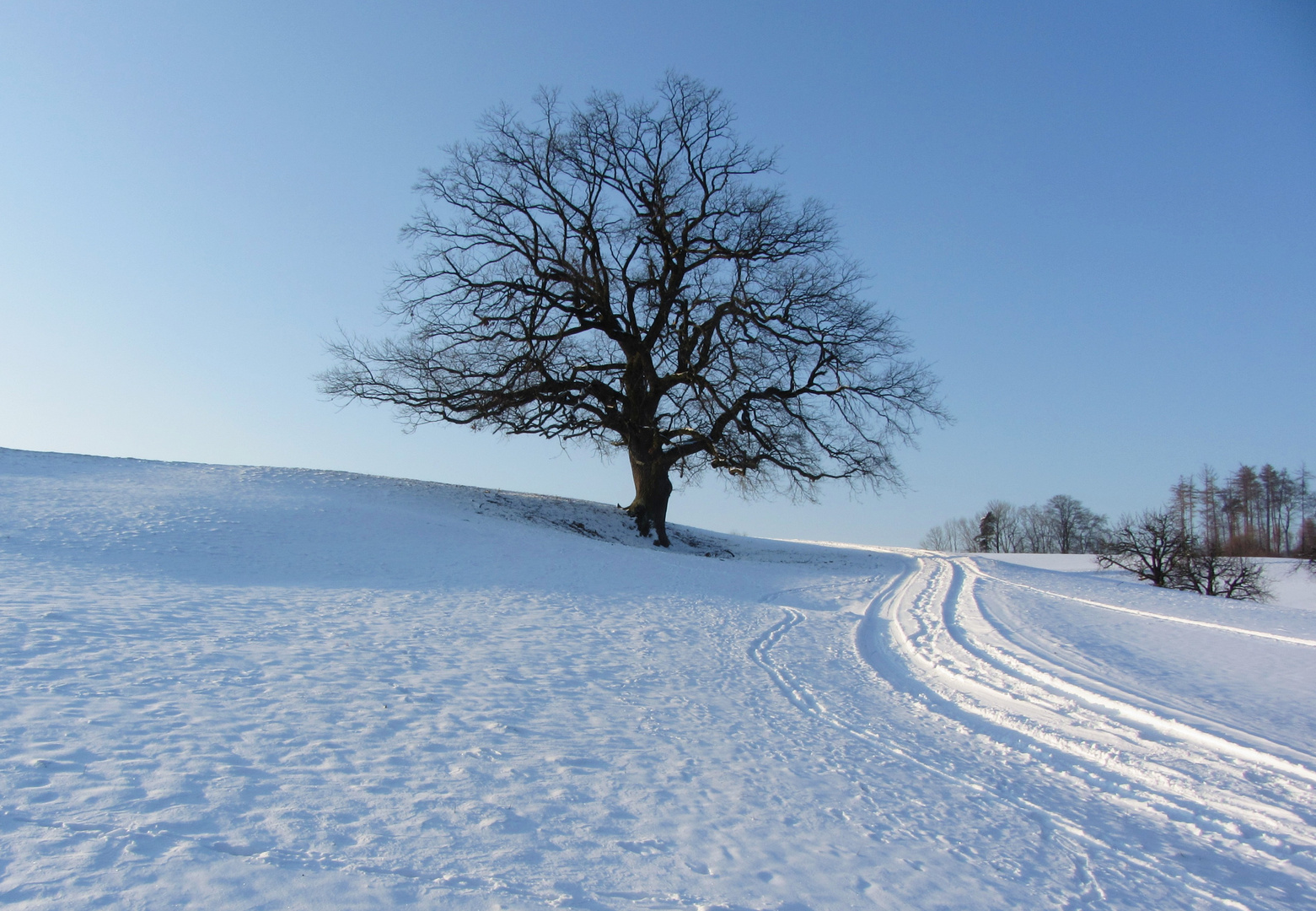 Der Weg zum Baum