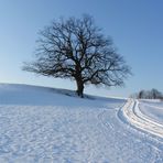 Der Weg zum Baum