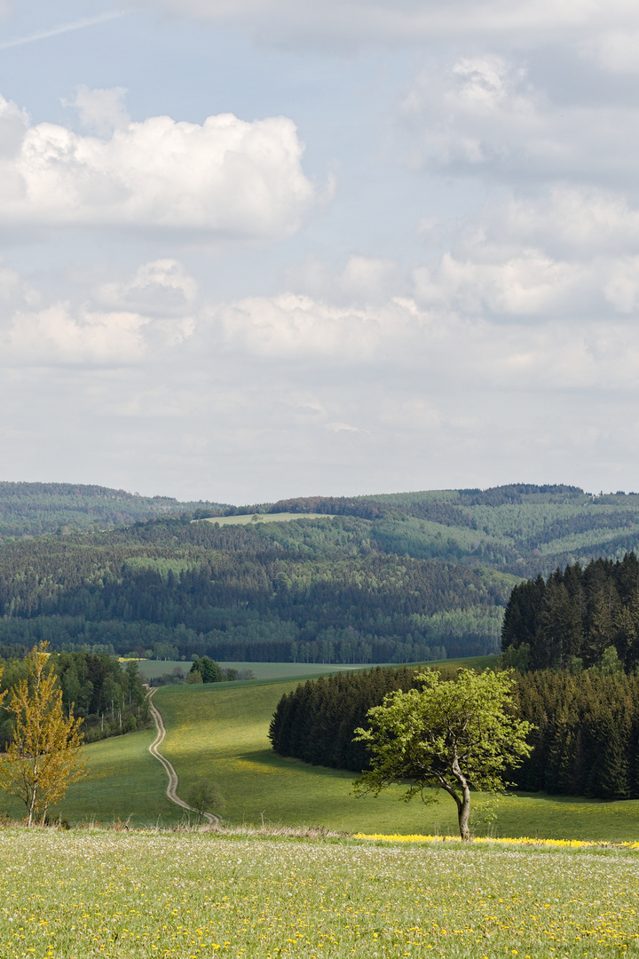 Der Weg zum Baum