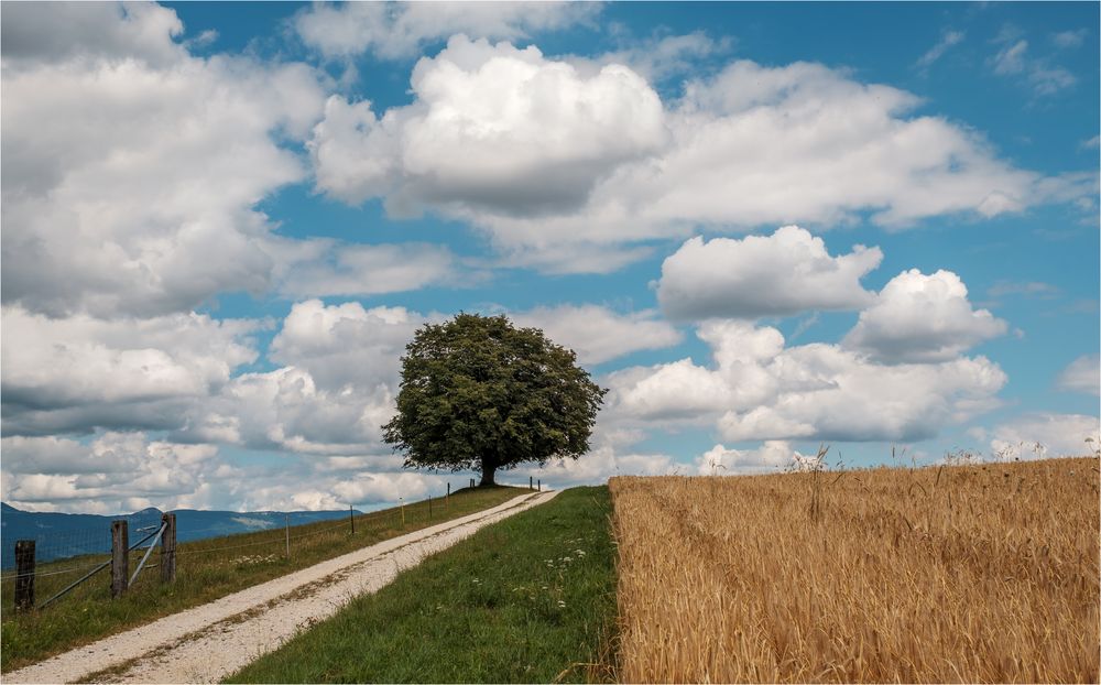 Der Weg zum Baum