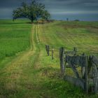 Der Weg zum Baum der Erkenntnis ...