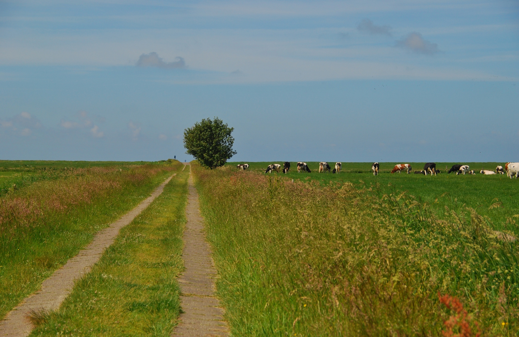 der Weg zum Deich