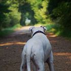 der Weg zum Gassi gehen