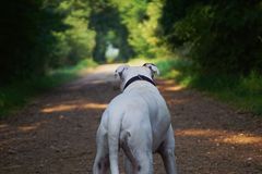 der Weg zum Gassi gehen