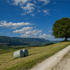 Der Weg zum grünen Baum